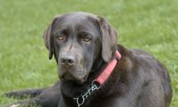 Pet Healthcare